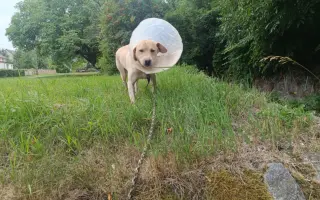 Veterinární pomoc naším svěřencům