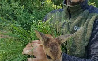 Záchrana srnčat a dalších zvířat před jistou smrtí při senoseči