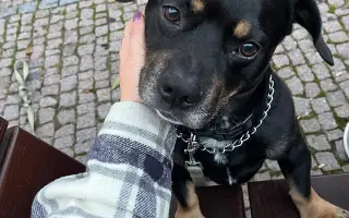 Pomozme Bobíkovi zase divočit