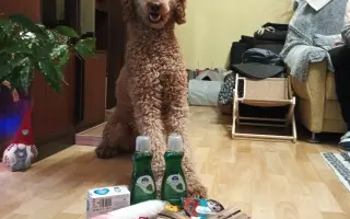 Kvalitnější život pro Annie: doplatek na výcvik asistenčního psa Caspera