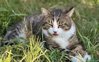Pomoc pro kocourka Barbose: Boj s náhlou epilepsií