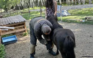 Pomozme třem statečným poníkům ke zdraví, které si sami vyběhat nemohou