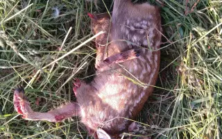 Mláďata na jaře, ostatní zvířata celoročně - ti všichni nás potřebují!