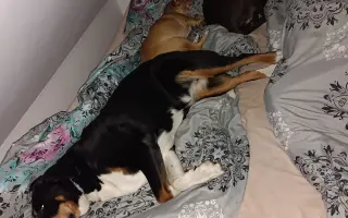 ❤️ Pomozme Belince znovu běhat a žít naplno ❤️