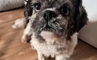 Badyho v dočasné péči čeká operace: Pomozme mu ji zvládnout 🐕