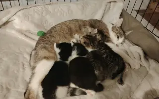 Pomoc zraněným, nemocným a týraným kočkám.