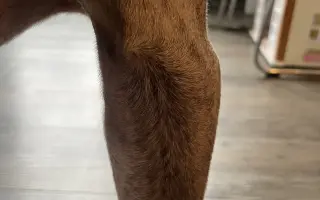 Pomůžete prosím dvěma psím dušičkám bojovat dál o každý společný den?
