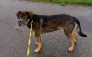 Veterinární diety pro pejsky v útulku