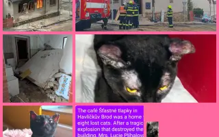Pojďme dát kočičkám druhou šanci, obnovme kočičí kavárnu café & bar Šťastné tlapky