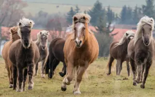 IRIS - bojovnice v těle islandského koně