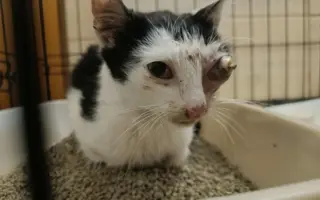 Nekonečný boj o záchranu zvířecích životů 😢