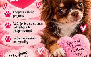 Pojďte s Xyrou pomáhat pejskům, kteří to potřebují