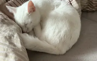 Sbírka pro Eliotka s nemocí FIP