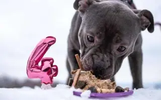 Pomozme Buccimu znovu běhat bez bolesti