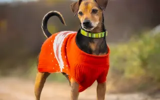 Voříškov přijal 45 nových chlupáčů - pomůžete spolu s námi změnit jejich příběh?