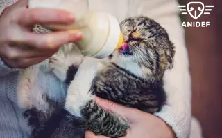 Konec Bouchalky a nový začátek: stavíme útulek!