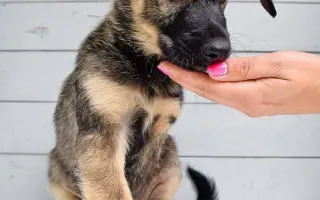 Pomozte opuštěným a týraným psům domů 🩷 LookingForPets