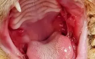 Bezbolestný život pro Žanetku a Kačenku