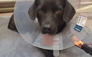 Sárinka bojuje o život se zákeřnou nemocí, prosím o pomoc🙏🐶❤️