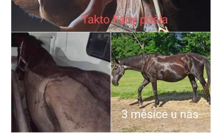 Terapeutická deka pro koňské staroušky