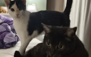 Pomoc s léčbou kocourka Shadyho