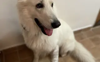 Pomozte Ullymu zase skákat přes kaluže! 🐾