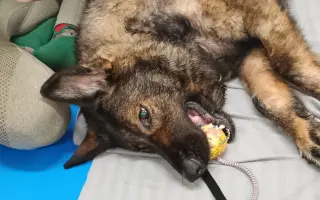 Pomoc Furině v boji s lupusem (SLE)