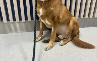 Chemoterapie pro Bundáše