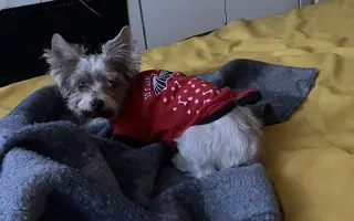 Jorkšírka Beautynka potřebuje akutní operaci žaludku