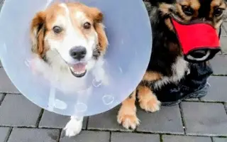 POMOC PRO FOXÍČKA, ASPENA A TAFFY-JACKA