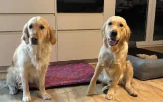 Bibi chce zase běhat