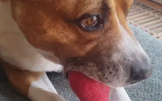 Dvě kolena pro Domma: pomoc na operaci