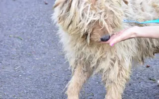 Pomáháme opuštěným a týraným psům najít cestu domů 🩷