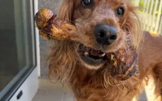 Operace nádoru pro Shany