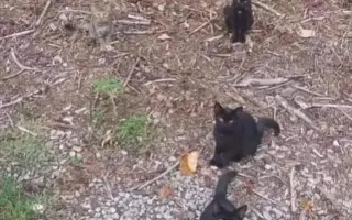 Kočky vrní, faktury křičí. Pomozte MonPet z.s. dál zachraňovat kočičí životy.