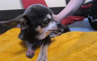 ŽIVOT pro Čivavu, našeho VLČÁČKA