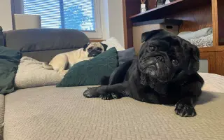 Záchrana nožičky pro Franka