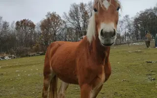 Pomozme Akitě volně dýchat