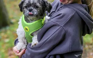 Badyho v dočasné péči čeká operace: Pomozme mu ji zvládnout 🐕
