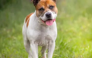 Voříškov přijal 45 nových chlupáčů - pomůžete spolu s námi změnit jejich příběh?