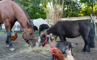 Seno pro zachráněná zvířata.