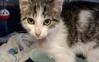 Žádná kočka si sama nepomůže