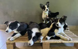 Vaše pomoc může změnit osud němých tváří