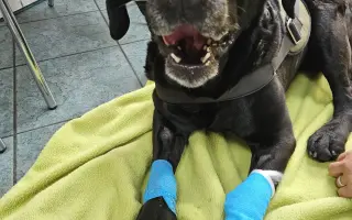 Pomohli jste Lucky znovu běhat