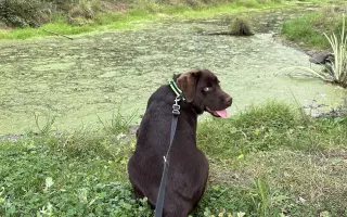 Akutní ortopedická léčba pro Arga 🤎