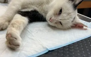 Pomoc pro opuštěná zvířátka - Kastrace, veterina, krmeni, kočkolit