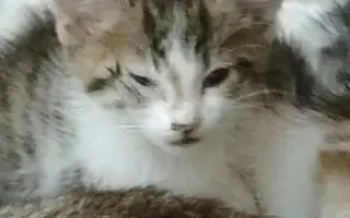 Pomozme pejskům a kočičkám se startem do lepšího života