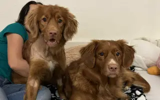 Naděje pro Aini - malá tollerka s velkým srdcem čeká na svou šanci uzdravit se.