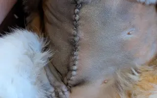 💖 Pomozte Uličnici porazit karcinom mléčné lišty! 🐱