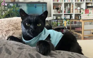 Veterinární péče pro velmi nemocného Čendu a Ronečka